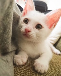 きょとんとした表情がキュート！色ちゃん