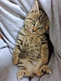 飼い主さんの腕の中でくつろぐぴーちゃん（画像提供：単発0x0さん）