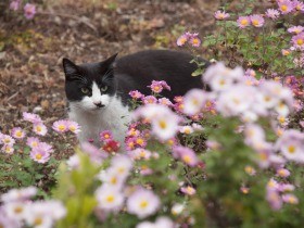 初めてハチワレ猫をなでた　曲がり角で見つめあった夜（３）