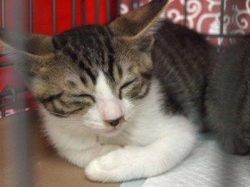 第３回sippoオンライン譲渡会　24日13時からスタート