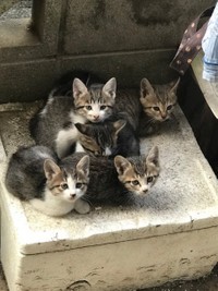 ずっとの家に行く以前のレオくん（右上）。ほぼお外で暮らしていました