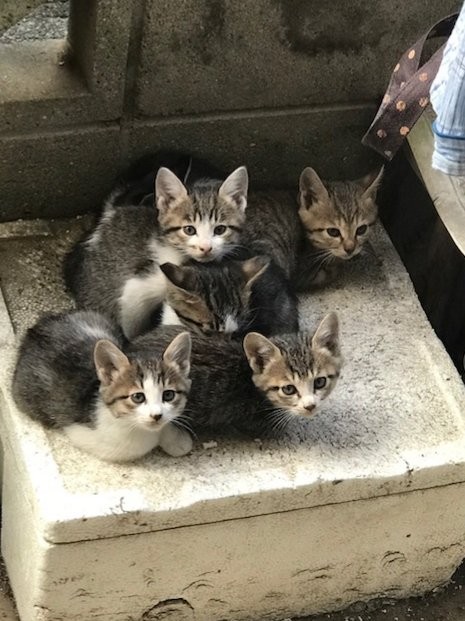 ずっとの家に行く以前のレオくん（右上）。ほぼお外で暮らしていました