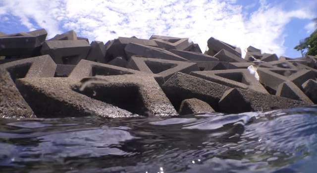 放流した港の消波ブロック／スイチャンネルさん（@suichannel-umi）提供