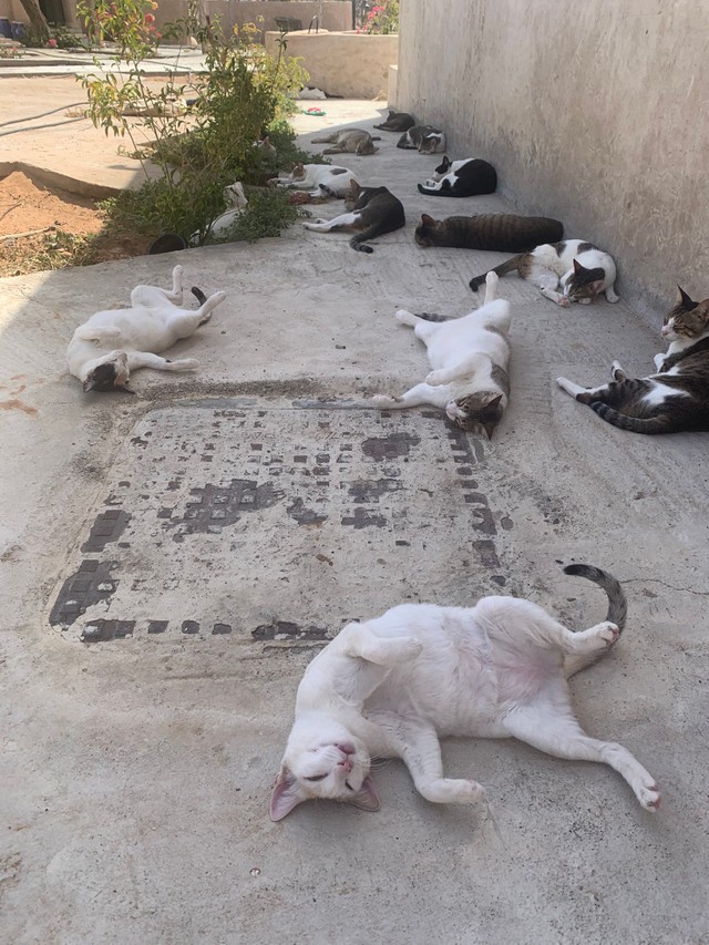 後から、フクちゃんも加わり、へそ天トリオとなった（提供写真）