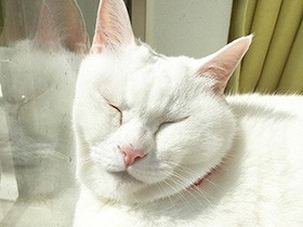 ２０１９寝る子は育つで賞　白猫の「もも」　