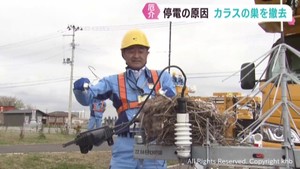 停電原因のカラスの巣を電柱から取り除く　東北電力ネットワーク