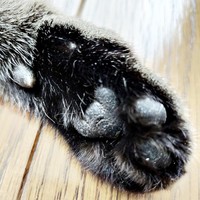 傷だらけでガチガチになっていたちあきさんの肉球（画像提供：青い人さん）