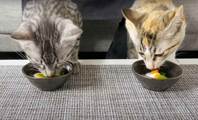 お雑煮も味わったととまるくんとはんみちゃん㊨（「ととまるとはんみ」さん提供、YouTubeよりキャプチャ撮影）