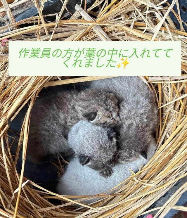 作業員が子猫たちを藁に入れて保管してくれていた（Aki Abeさん提供、Instagramよりキャプチャ撮影）