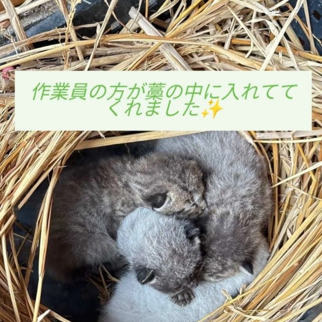 作業員が子猫たちを藁に入れて保管してくれていた（Aki Abeさん提供、Instagramよりキャプチャ撮影）