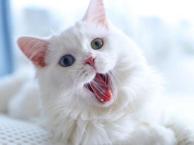 あくびをする猫　水浴びを楽しむ犬も〈sippoおもしろ写真〉