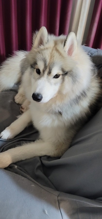 ゴージャスな顔周りのもふもふもチャーミングなハスキー犬、春くん（画像提供：春（はる）ハスキー さん）