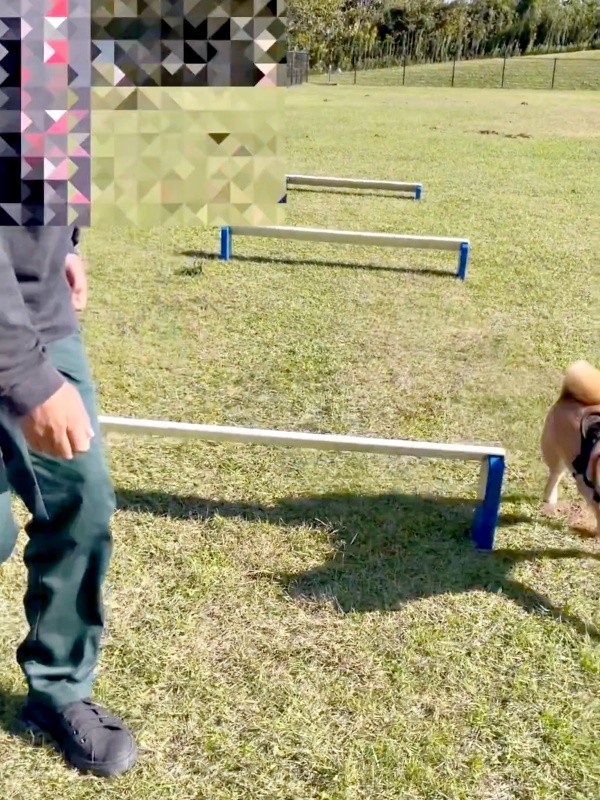 初志貫徹！？ 最後のハードルも避けて歩き去るおだしくん（画像提供：柴犬おだしさん）