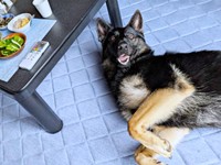 ゴロンと寝そべって笑みを浮かべるカムイくん（画像提供：ばいぱー viper__503 避難所さん）