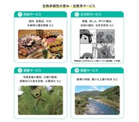 生物多様性によって、人間が得られる恵みなどを紹介した図