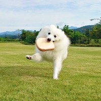 「食パン」のぬいぐるみをキャッチする楽くん（画像提供：くーさんママさん）