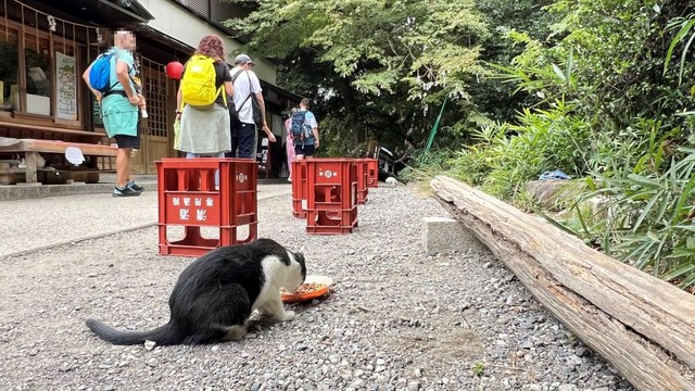 エサを食べている猫 ※松村上久郎さん提供（一部加工）