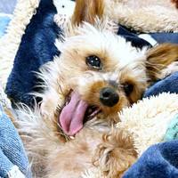 飼い主さんを見つめる茉凜ちゃん。甘えたような表情がキュートです（画像提供：ちゃーちゃんさん）