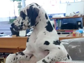 ペットショップ視察報告　「糞尿だらけ」「小さすぎるケース」