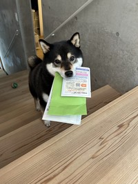 むじゃきな瞳で見上げてきます（画像提供：黒柴ロクさん）