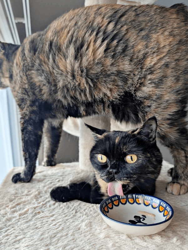 おやつを完食しためいちゃん。よもぎちゃんはスルー（画像提供：さびニャンズさん）