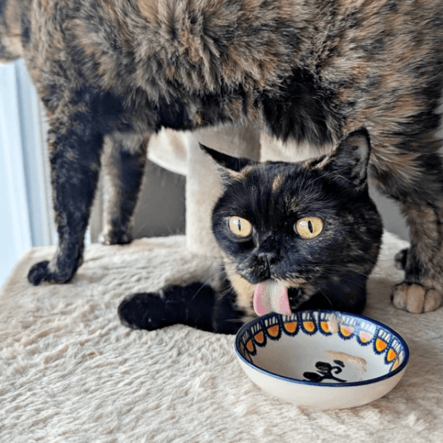 おやつを完食しためいちゃん。よもぎちゃんはスルー（画像提供：さびニャンズさん）