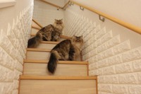 お、何だ？見慣れねえ男だな…客か？