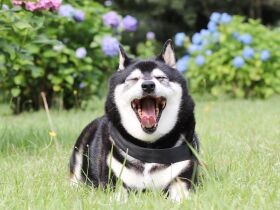 柴犬が苦手な足拭きやブラッシングの慣らし方　ケアを受け入れてもらうトレーニング