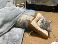 こたつでまったり＝いわし先生（@IWASHI_0723）さん提供