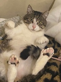 座れないこと以外、特に生活に支障はない＝Aiさん提供