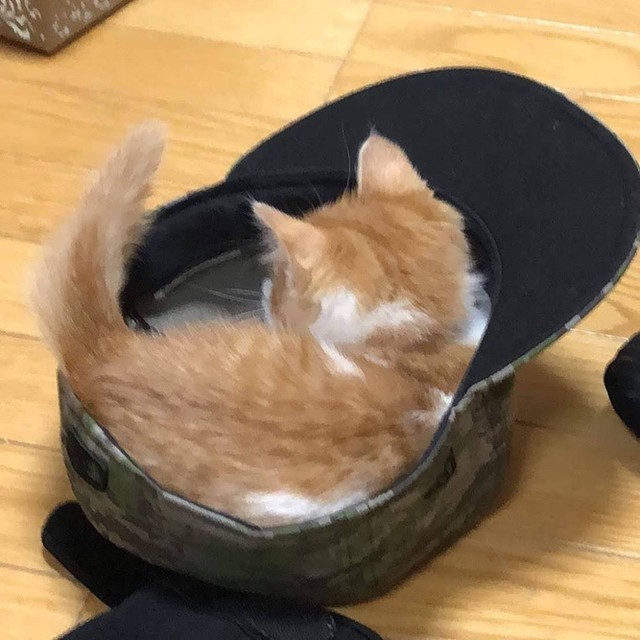 子猫時代のお気に入りスポット