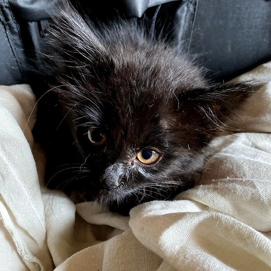 ひとりぼっちで水路に落ちていたけど、「幸せをつかんだよ！」（保護した甲田さん提供）