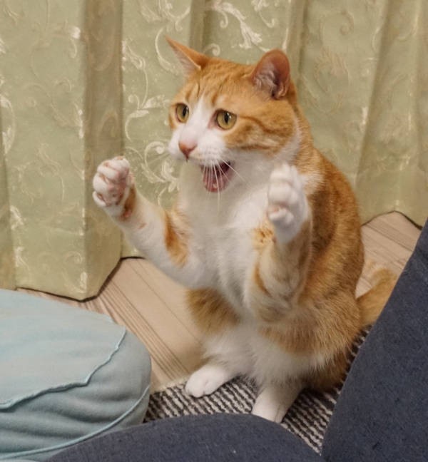 こちらがTwitterで話題を呼んだ写真。猫パンチは脇はギュッ！と締めて…