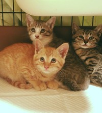 保護されて間もない頃（画像提供：團田芳子さん）