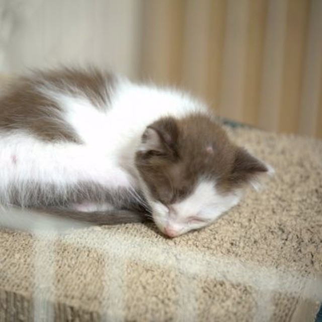 すやすや眠る小さなピノくん（画像提供：Naoko Kondoさん）