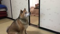 飼い主さん「皿持って来て」（動画からキャプチャー／提供：柴犬まるちゃんさん）