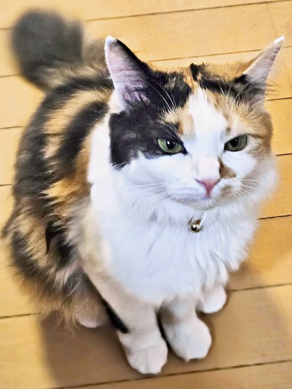 飼い主さんがくしゃみをすると文句を言うみこちゃん（画像提供：方原 刺繍屋かたはらさん）