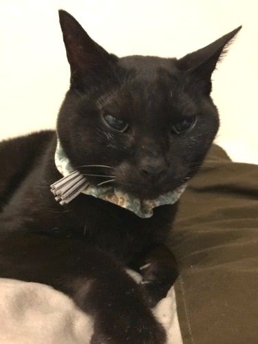 17歳まで一緒に過ごしたココ（姉のナッツとお空で会えたかな）