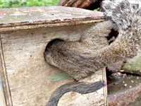 巣箱の中に入るも、動きが止まるクリハラリス（画像提供：NPO法人町田リス園 公式）