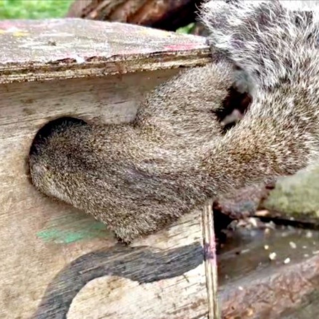 巣箱の中に入るも、動きが止まるクリハラリス（画像提供：NPO法人町田リス園 公式）