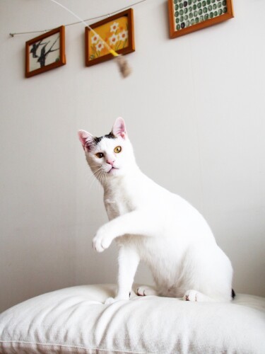 ボクの写真、かっこよく撮ってる？