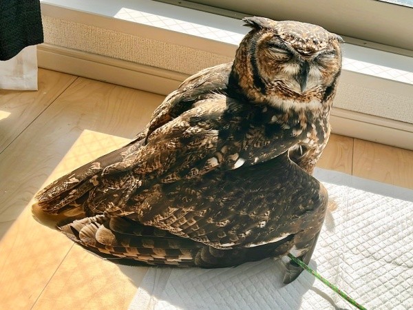 「あったかーい♡」 日向ぼっこが気持ち良さそうなアルタイルちゃん（画像提供：アフワシのアルタイルさん）