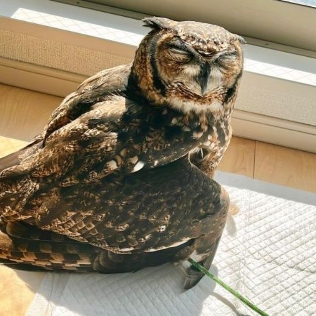 「あったかーい♡」 日向ぼっこが気持ち良さそうなアルタイルちゃん（画像提供：アフワシのアルタイルさん）