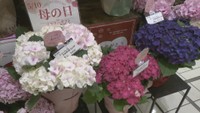 紫外線対策グッズやアジサイ…母の日ギフトのトレンドは？「ミステリーツアー」など体験も人気　岡山