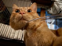 もっちりほっぺが落ちてしまいそう＝かわいいまめかわいいゆたさん（@kawaiimame_twit）提供