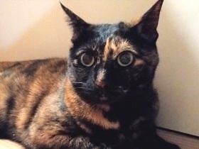 猫のカワイイ葛藤　1歳児がコワいけど、オヤツは食べたい…