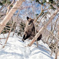 こちらをじっと見つめるカモシカ（画像提供：少年さん）