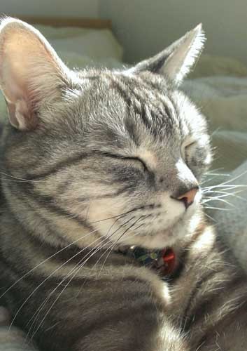 光の中の在りし日のマルオ　（近藤さん提供）