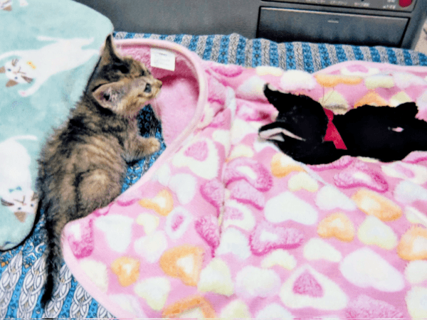 ぬいぐるみのそばでちょこんと座る彩月ちゃん（画像提供：彩月＆萌花にゃんさん）