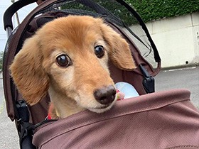 初めてのバギー、気に入った！　マテ選手権優勝経験ありのダックス「ルル」